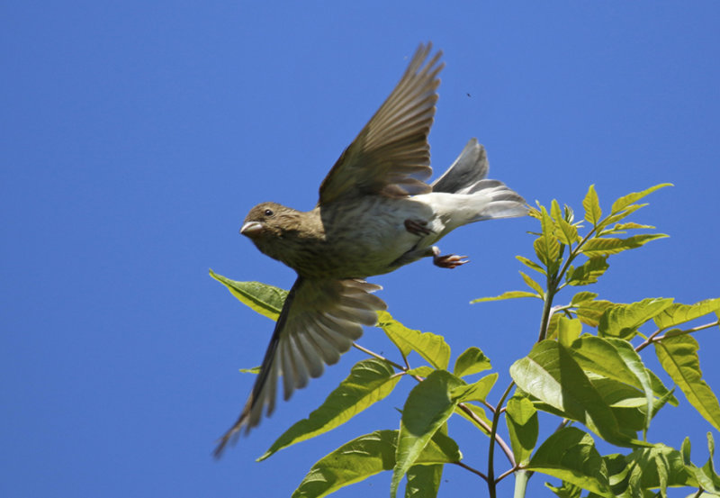 Common Rosefinch (Carpodacus erythrinus) BRD - Berlin Büch