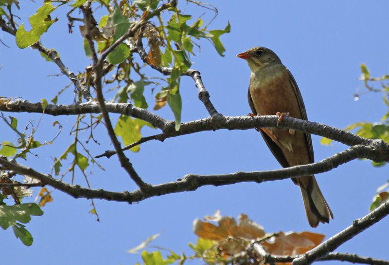 Ortolan Bunting (Emberiza hortulana) BRD - Gülper See