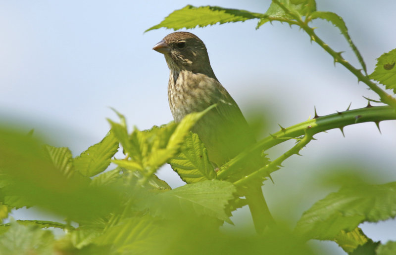 Common Rosefinch (Carpodacus erythrinus) BRD - Berlin Büch