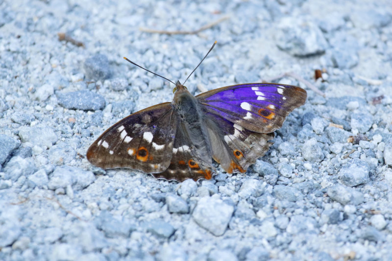 Lesser Purple Emperor (Apatura ilia) BRD - Berlin Bücher Heide