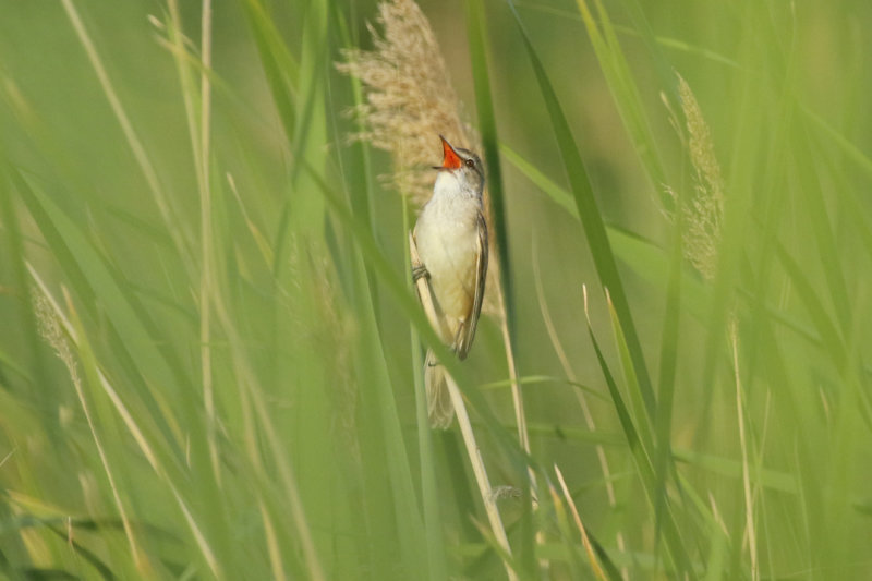 Great Reed Warbler (Acrocephalus arundinaceus) BRD - Linumer Teiche 