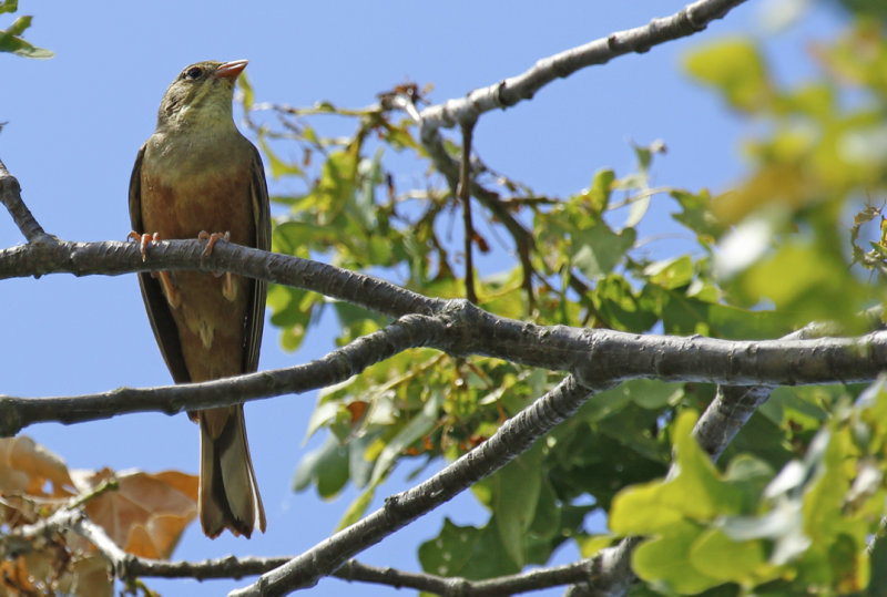 Ortolan Bunting (Emberiza hortulana) BRD - Gülper See