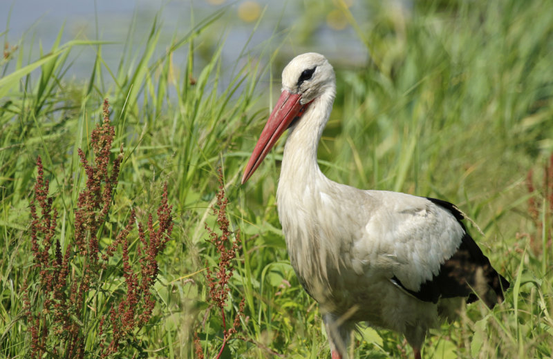 White Stork (Ciconia ciconia ciconia) Poland - Warta Mouth NP