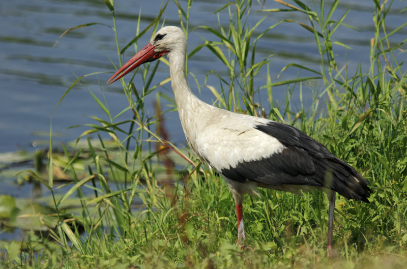 White Stork (Ciconia ciconia ciconia) Poland - Warta Mouth NP
