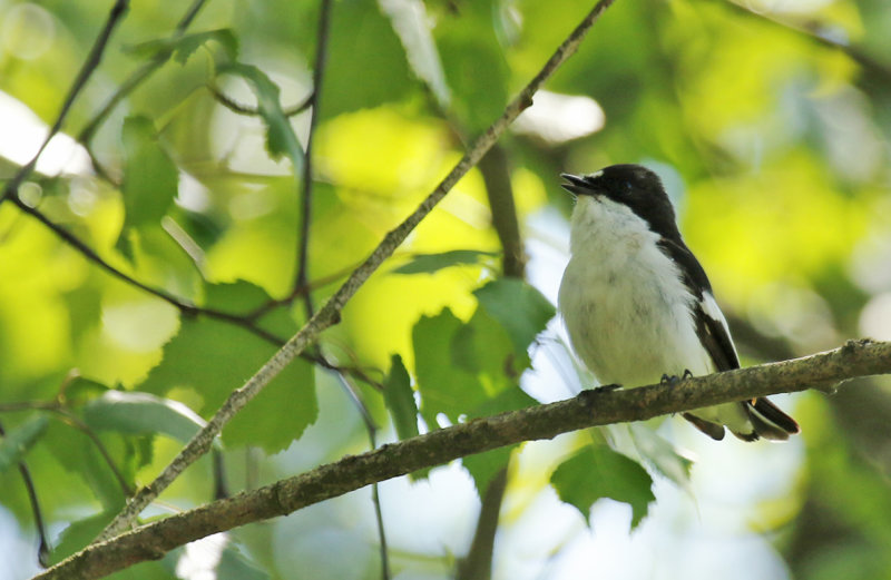 European Pied Flycatcher (Ficedula hypoleuca) Finland - Helsinki 