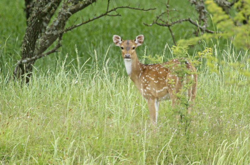 Chital (Axis axis) *Introduced/Exotic* Argentina - Entre Rios 