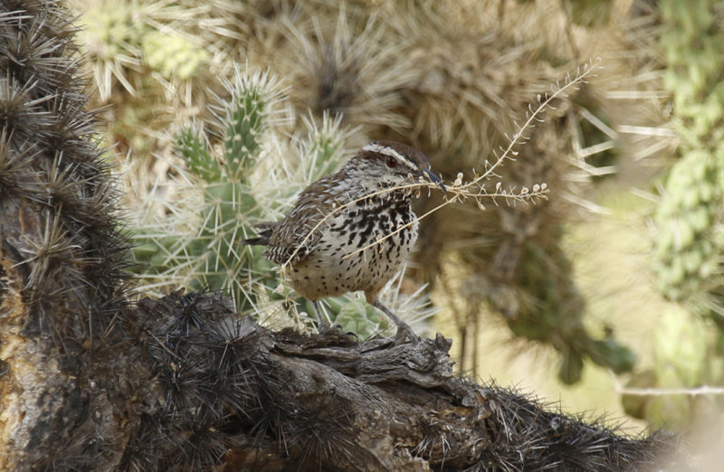 Cactus Wren (Campylorhynchus brunneicapillus)