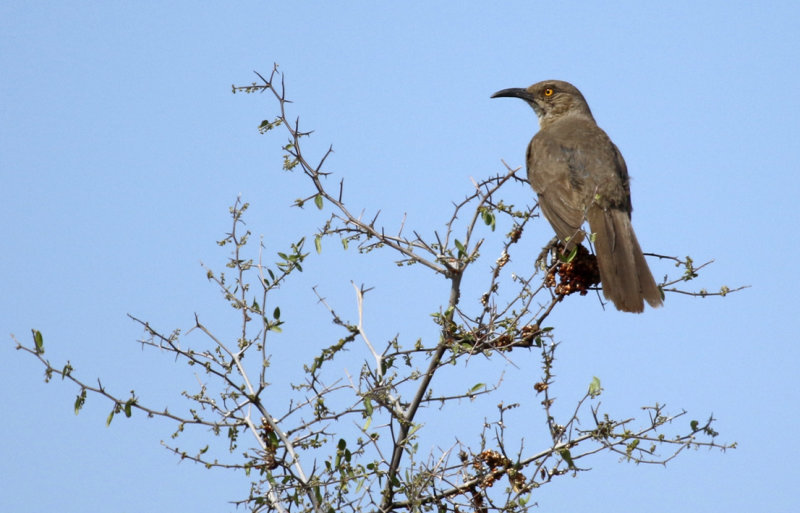 Passeriformes: Mimidae - Mockingbirds, Thrashers
