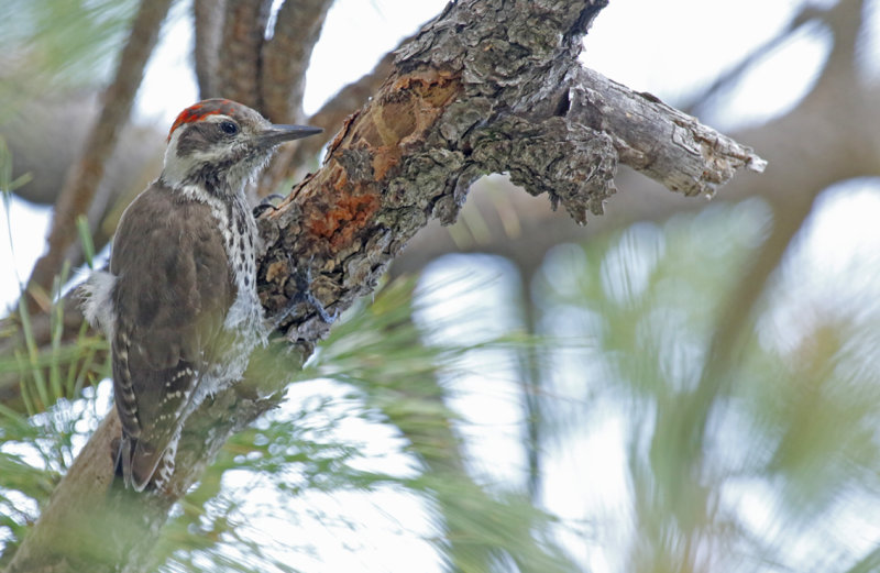 Arizona Woodpecker (Leuconotopicus arizonae) Arizona - Mount Lemmon