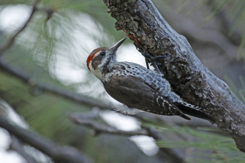 Arizona Woodpecker (Leuconotopicus arizonae) Arizona - Mount Lemmon