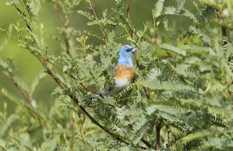 Lazuli Bunting (Passerina amoena) Arizona - Coronado National Forest - Ash Canyon