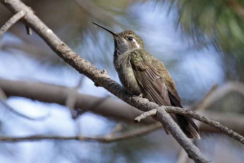 Blue-throated Mountaingem (Lampornis clemenciae) Arizona - Chiricahua Mountains, Cave Creek Ranch