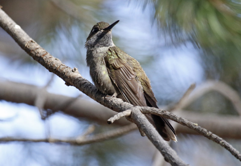 Blue-throated Mountaingem (Lampornis clemenciae) Arizona - Chiricahua Mountains, Cave Creek Ranch