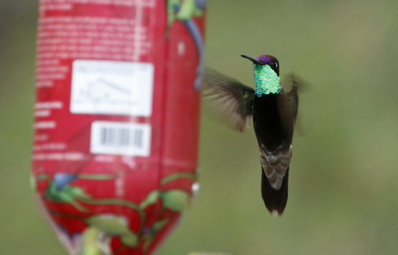 Rivoli's Hummingbird (Eugenes fulgens) Arizona - Coronado National Forest - Mount Lemmon, Palisades Visitor Centre