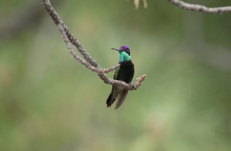 Rivoli's Hummingbird (Eugenes fulgens) Arizona - Coronado National Forest - Mount Lemmon, Palisades Visitor Centre