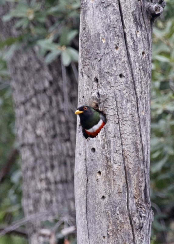 Elegant Trogon (Trogon elegans canescens) (male) Arizona - Coronado National Forest - Madera Canyon