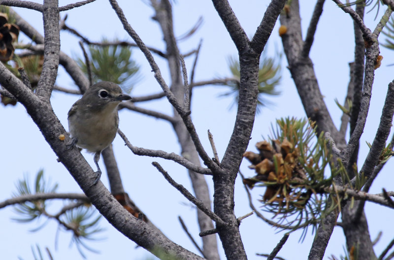 Plumbeous Vireo (Vireo plumbeus)