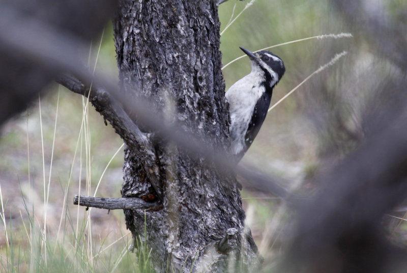 Hairy Woodpecker (Leuconotopicus villosus) Arizona- Grand Canyon NP, South Rim