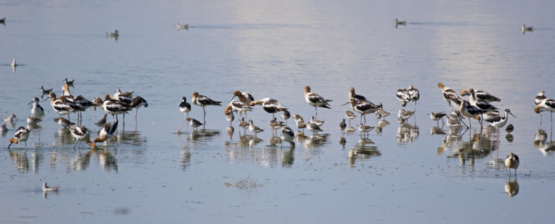 American Avocet (Recurvirostra americana), Wilson's Phalarope & Black-necked Stilt - Arizona - Willcox, Lake Cochise