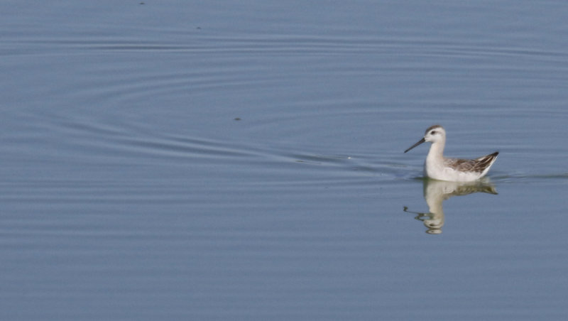 Wilson's Phalarope (Phalaropus tricolor) Arizona - Willcox, Lake Cochise