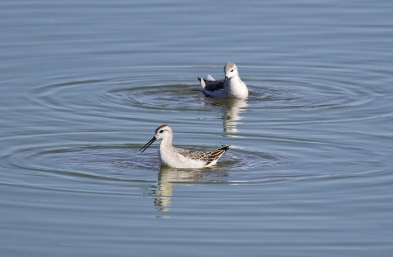Wilson's Phalarope (Phalaropus tricolor) Arizona - Willcox, Lake Cochise