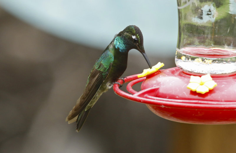 Rivoli's Hummingbird (Eugenes fulgens) Arizona - Madera Canyon, Santa Rita Lodge
