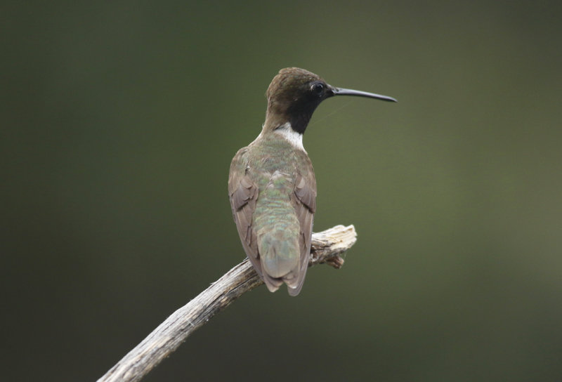 Black-chinned Hummingbird (Archilochus alexandri) Arizona - Madera Canyon, Santa Rita Lodge