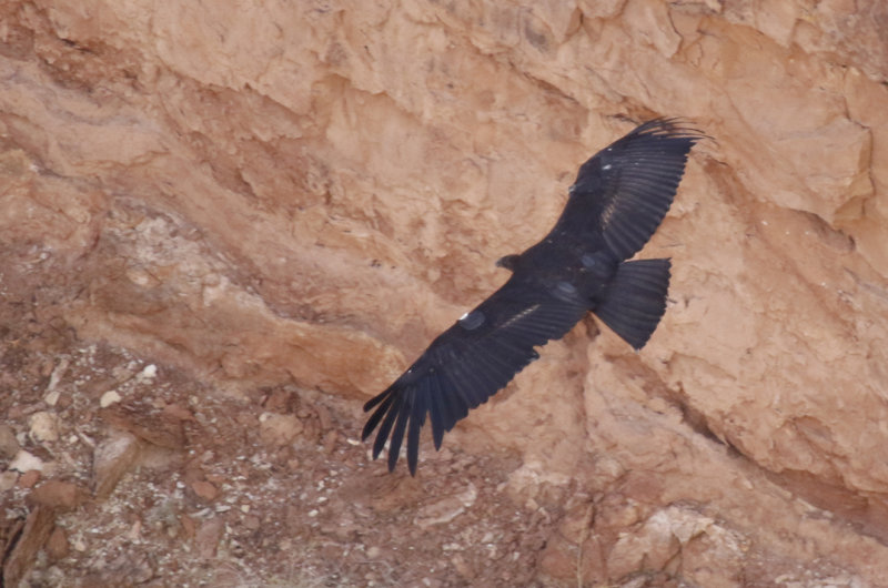 California Condor (Gymnogyps californianus) 