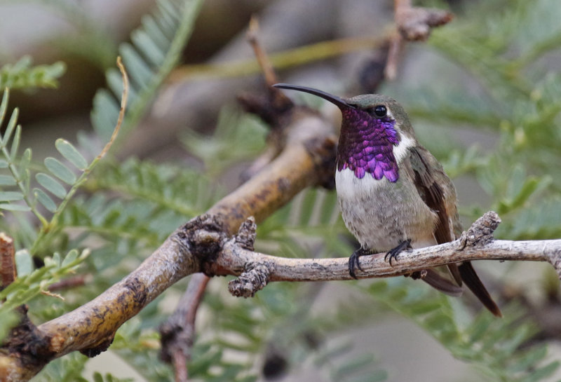 Lucifer Sheartail (Calothorax lucifer) Arizona - Coronado National Forest - Ash Canyon Bird Sanctuary