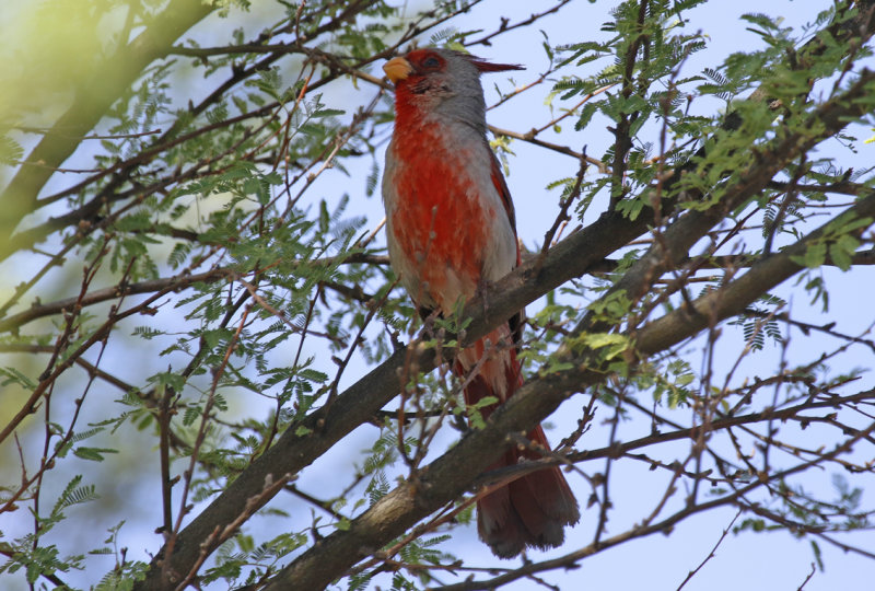 Pyrrhuloxia (Cardinalis sinuatus) Arizona - Cochise, Sierra Vista