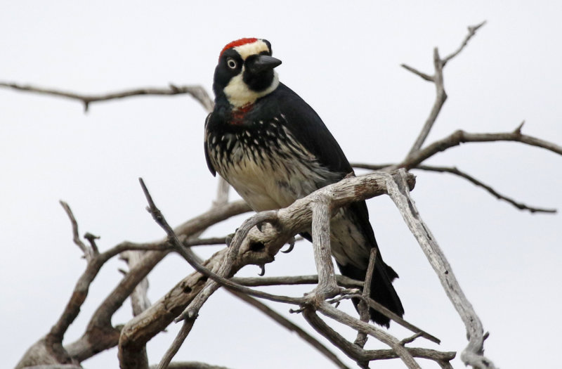 Acorn Woodpecker (Melanerpes formicivorus) Arizona - Coronado National Forest - Ash Canyon B&B