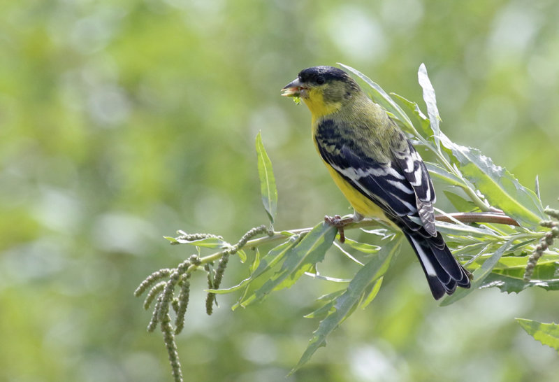 Lesser Goldfinch (Spinus psaltria) Arizona - Cochise, San Pedro House and trails