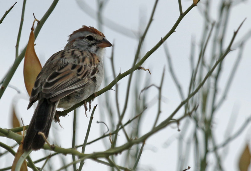 Rufous-winged Sparrow (Peucaea carpalis) Arizona - Tucson, Lincoln Regional Park