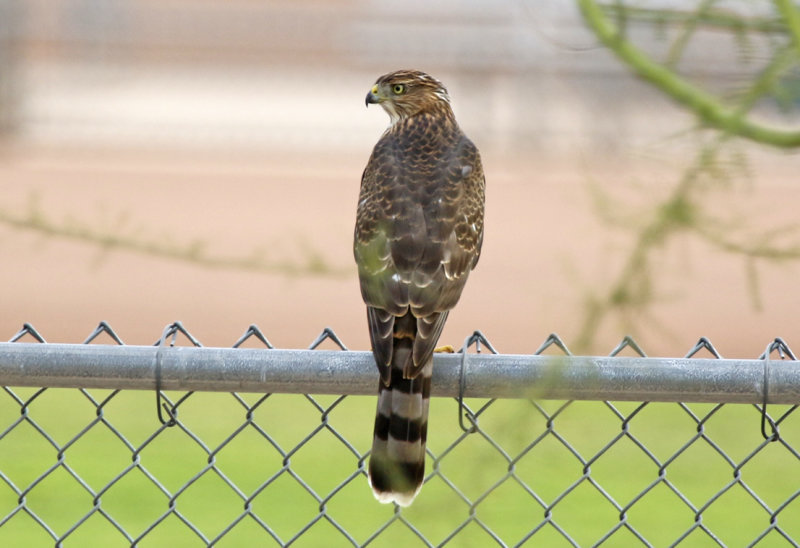 Cooper's Hawk (Accipiter cooperii) Arizona - Tucson, Lincoln Regional Park