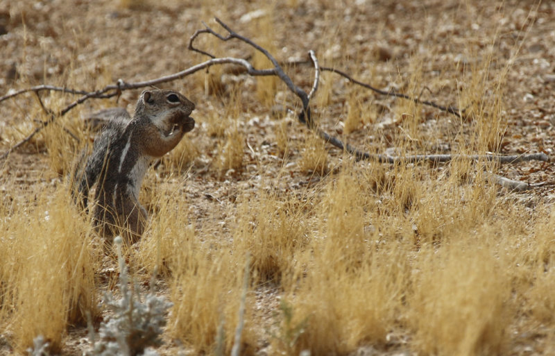 Harris' Antelope Squirrel (Ammospermophilus harrisii ) Arizona - Tucson, Lincoln Regional Park