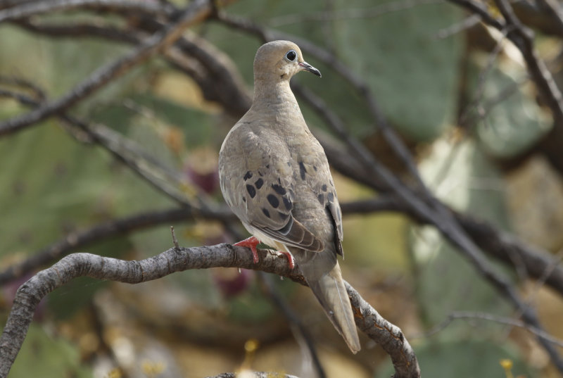Mourning Dove (Zenaida macroura marginella) Arizona - Tucson, Lincoln Regional Park