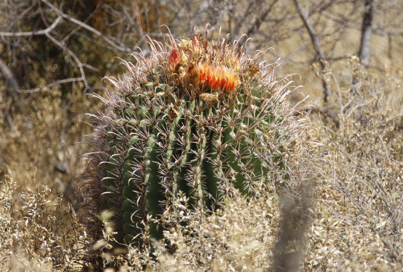 Fishhook cactus, Arizona barrel cactus (Ferocactus wislizeni) Arizona - Tucson, Lincoln Regional Park
