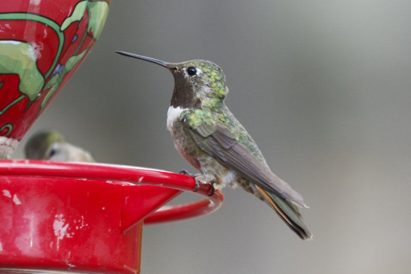 Broad-tailed Hummingbird (Selasphorus platycercus) Arizona - Coronado National Forest - Mount Lemmon, Palisades Visitor Centre