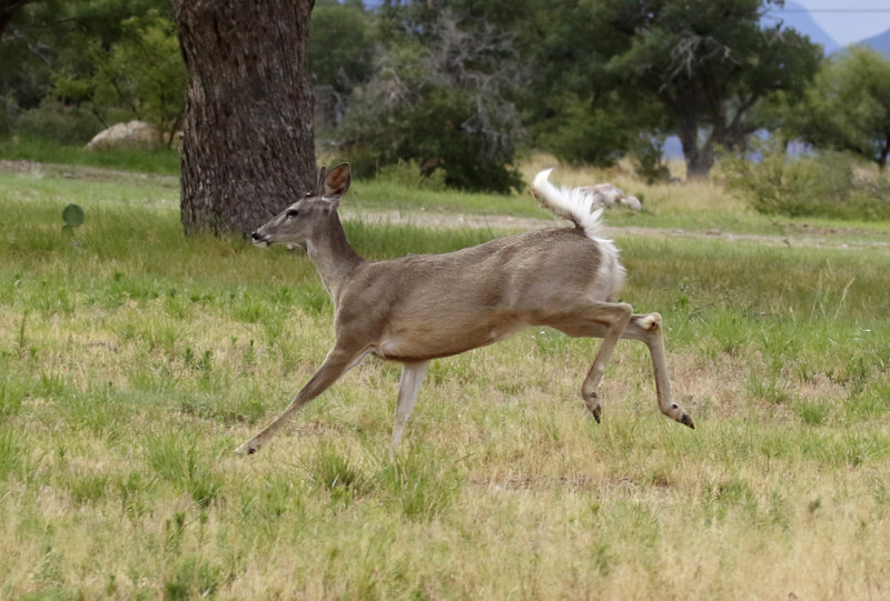 Arizona: Mammals