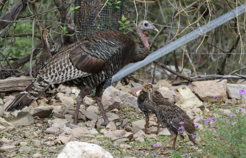Wild Turkey (Meleagris gallopavo merriami) Arizona - Coronado National Forest - Ash Canyon B&B