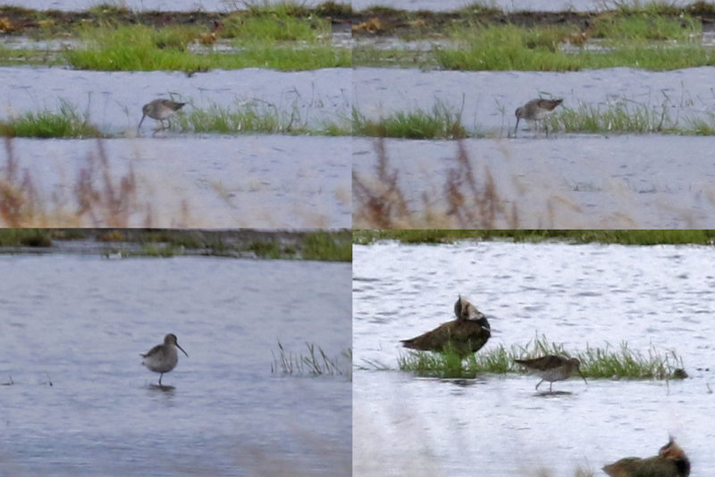 Stilt Sandpiper (Calidris himantopus) Mijdrecht - Polder Groot-Mijdrecht (UT) 