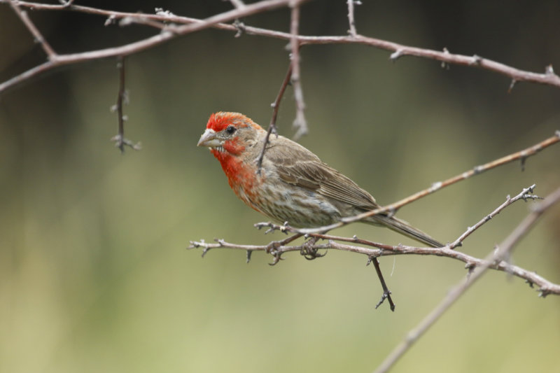 House Finch (Haemorhous mexicanus) Arizona - Madera Canyon, Santa Rita Lodge