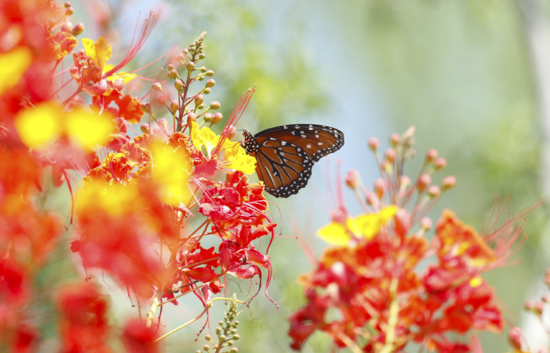 Queen Butterfly (Danaus gilippus) Arizona - Sonora Desert Museum