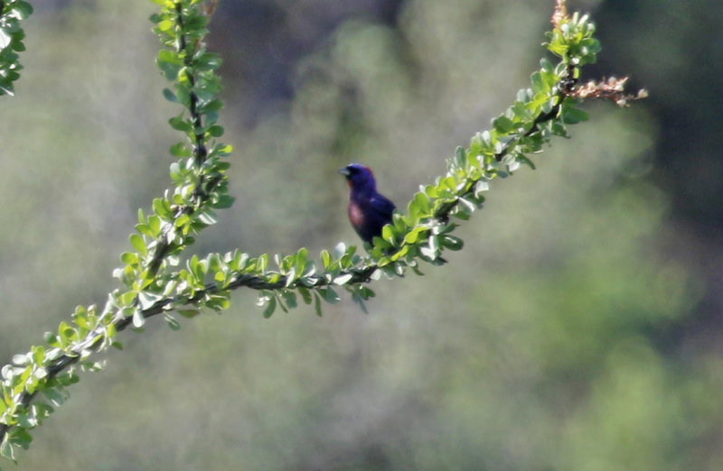 Varied Bunting (Passerina versicolor) Arizona - Madera Canyon
