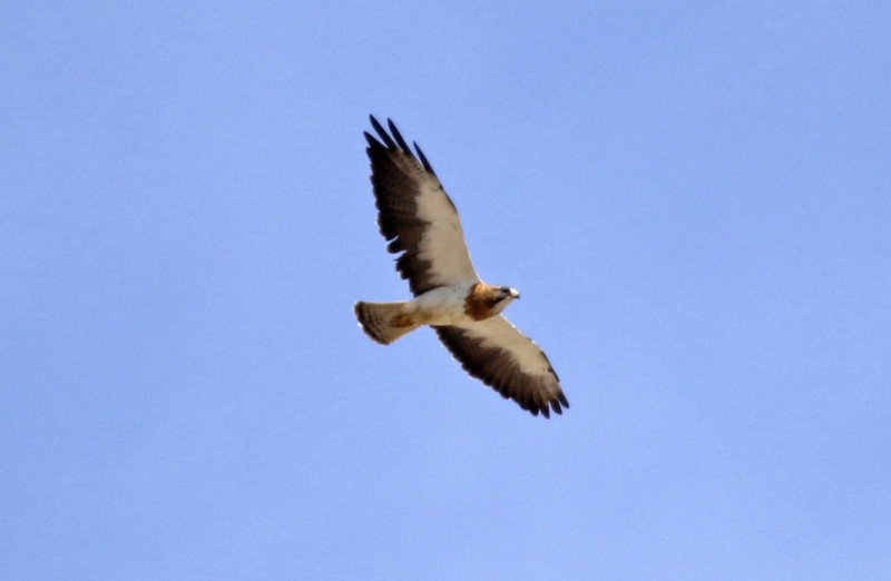 Swainson's Hawk (Buteo swainsoni) Arizona - Pima - Green Valley