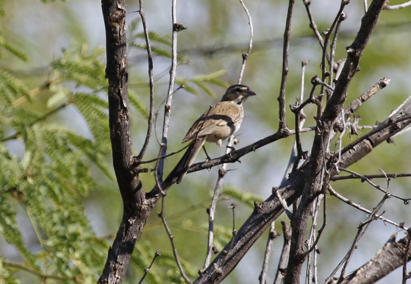 Black-throated Sparrow (Amphispiza bilineata) Arizona - Madera Canyon