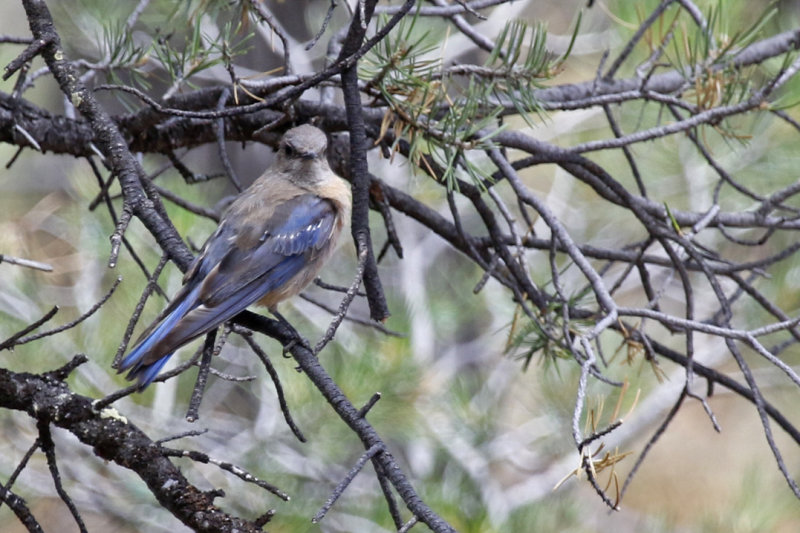 Western Bluebird (Sialia mexicana) Arizona - Grand Canyon NP, South Rim