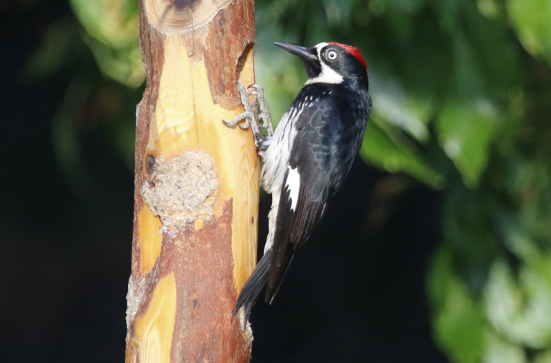 Acorn Woodpecker (Melanerpes formicivorus) Arizona - Madera Canyon, Santa Rita Lodge