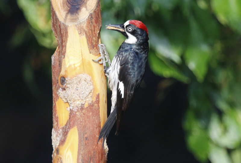 Acorn Woodpecker (Melanerpes formicivorus) Arizona - Madera Canyon, Santa Rita Lodge
