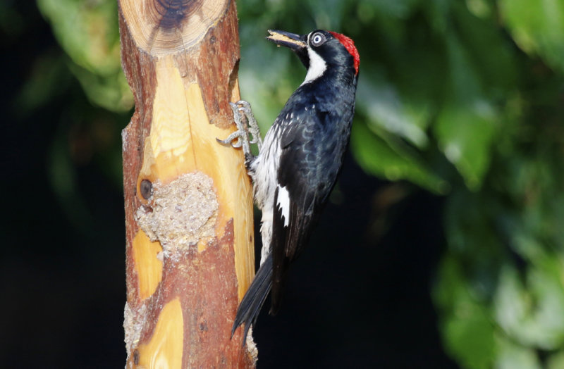Acorn Woodpecker (Melanerpes formicivorus) Arizona - Madera Canyon, Santa Rita Lodge